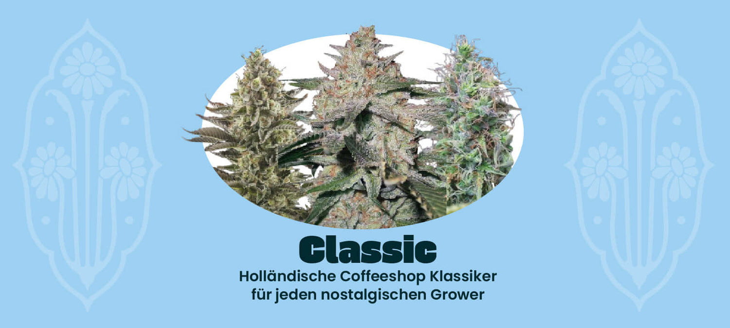 Alle Classic Samen