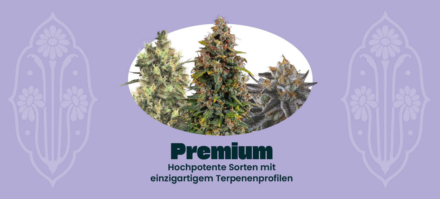 Alle Premium Cannabis Samen