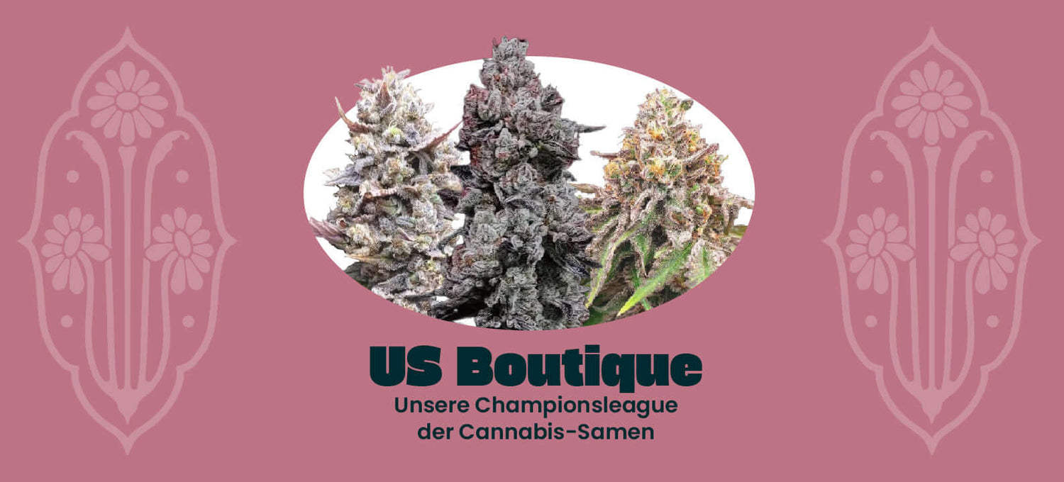 Alle US Boutique Cannabis Samen