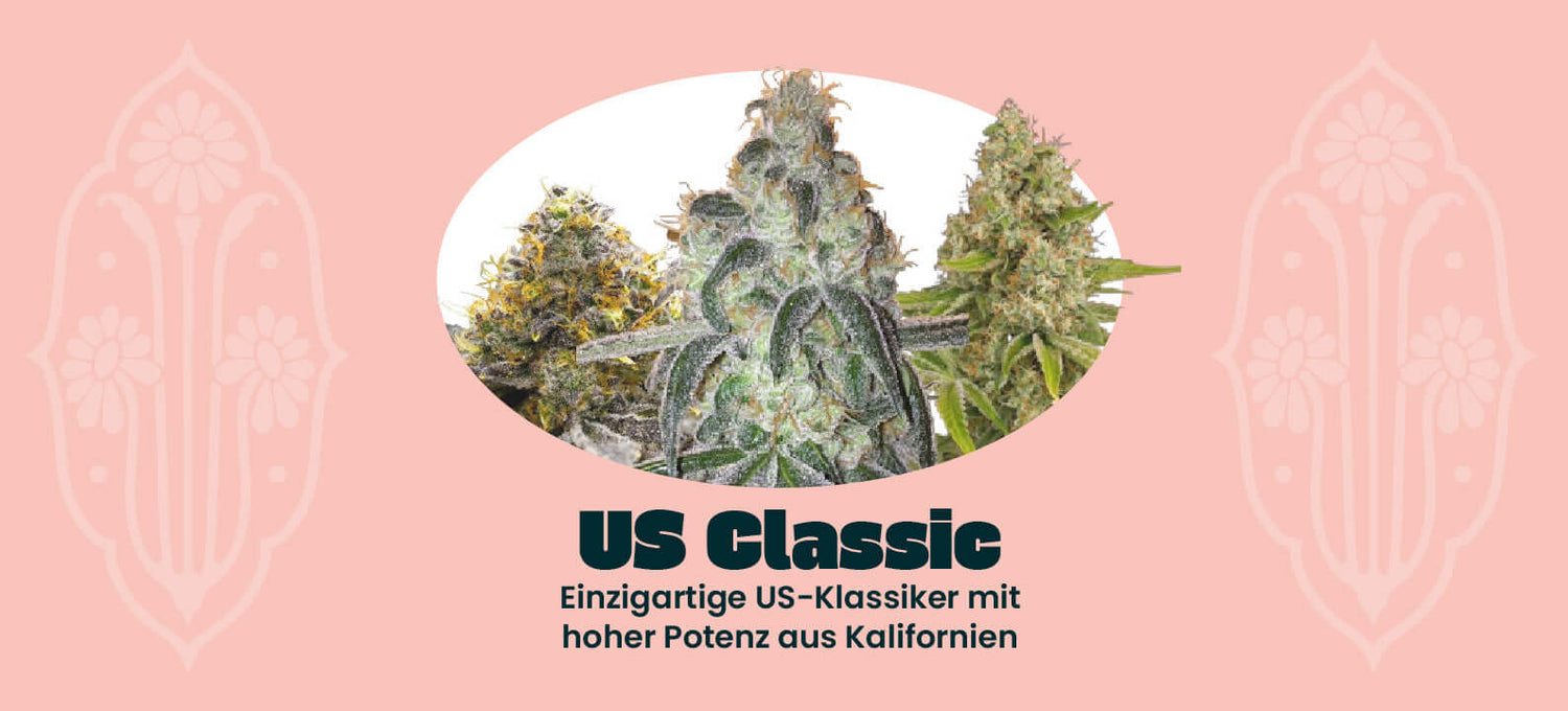 Alle US Classic Cannabis Samen