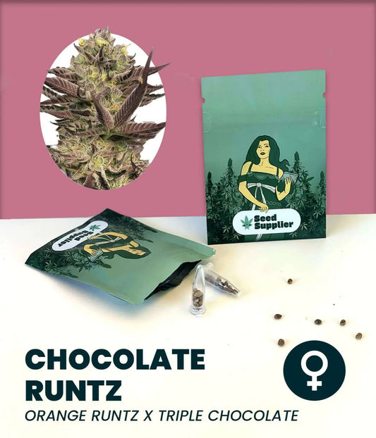 Chocolate Runtz Cannabissamen mit Blütenfoto, Samenpackung und einzelnen Samen auf weißem Hintergrund vor rosa Wand