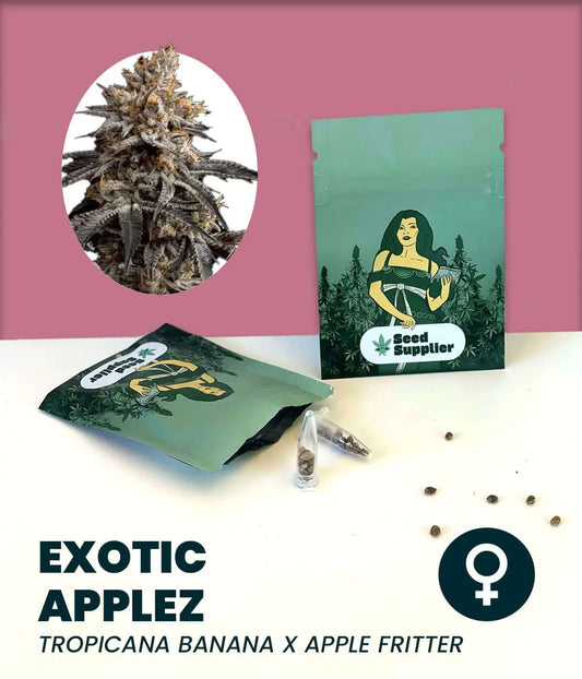 Exotic Applez Cannabissamen Packung mit Blütenfoto, Samentüte und einzelnen Samen auf rosa Hintergrund