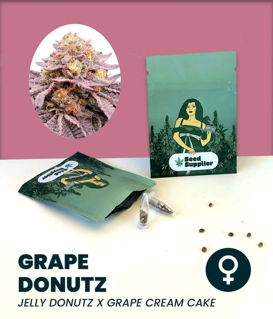 Grape Donutz Cannabissamen von Seed Supplier mit Blütenfoto, Samenpackung und einzelnen Samen auf weißem Untergrund vor ro...