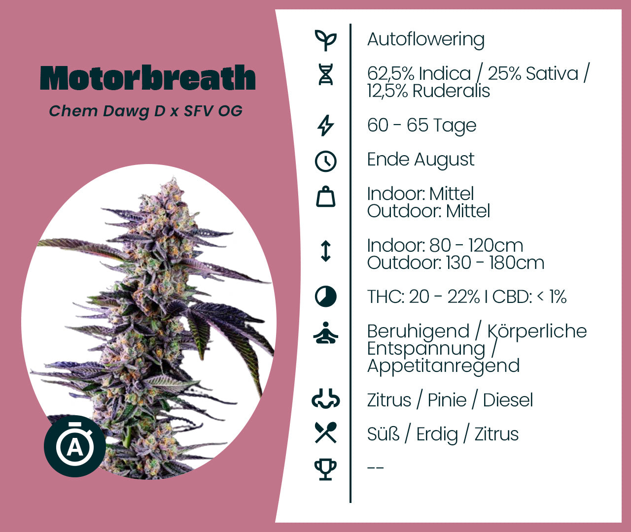 Motorbreath Automatic
