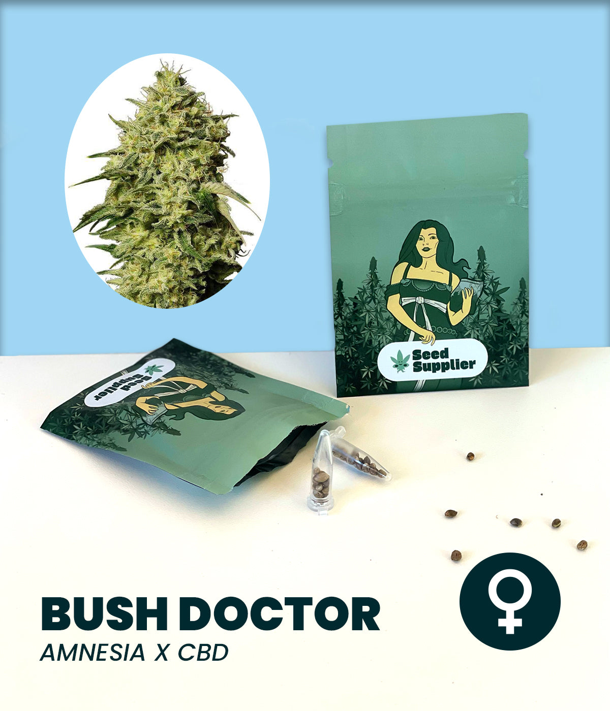 Bush Doctor Cannabisblüte mit dichten, harzbedeckten Buds und grünen Blättern