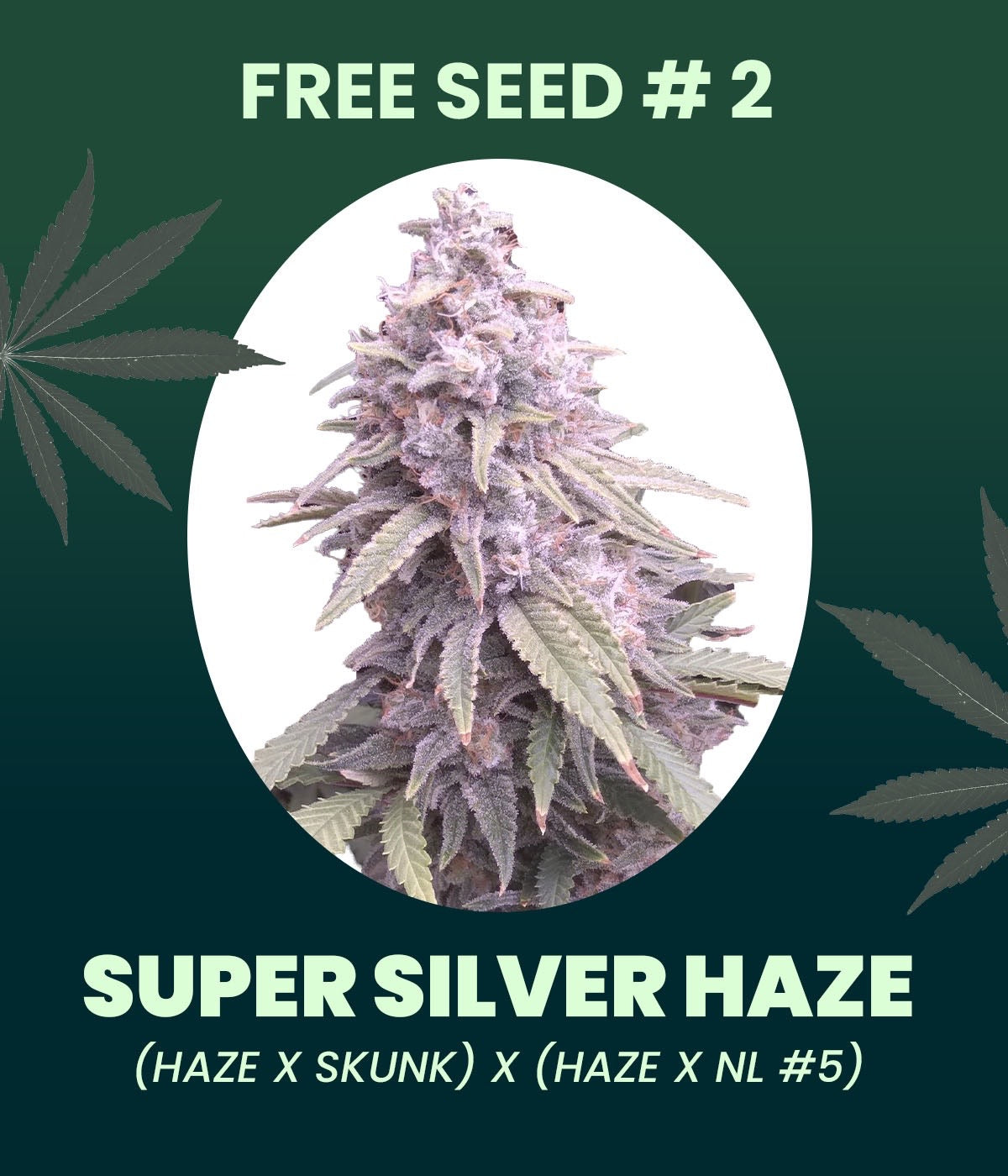 Gratis Samen - Super Silver Haze