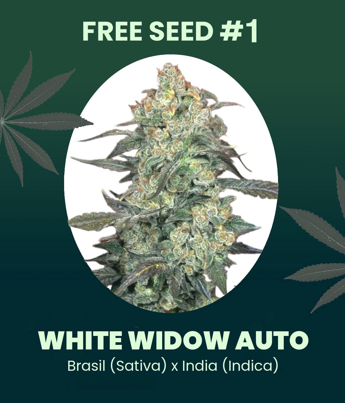 Gratis Samen - White Widow Automatic
