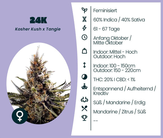 24K cannabis strain information with details on THC, Indica, and Sativa content, ideal for growers.
