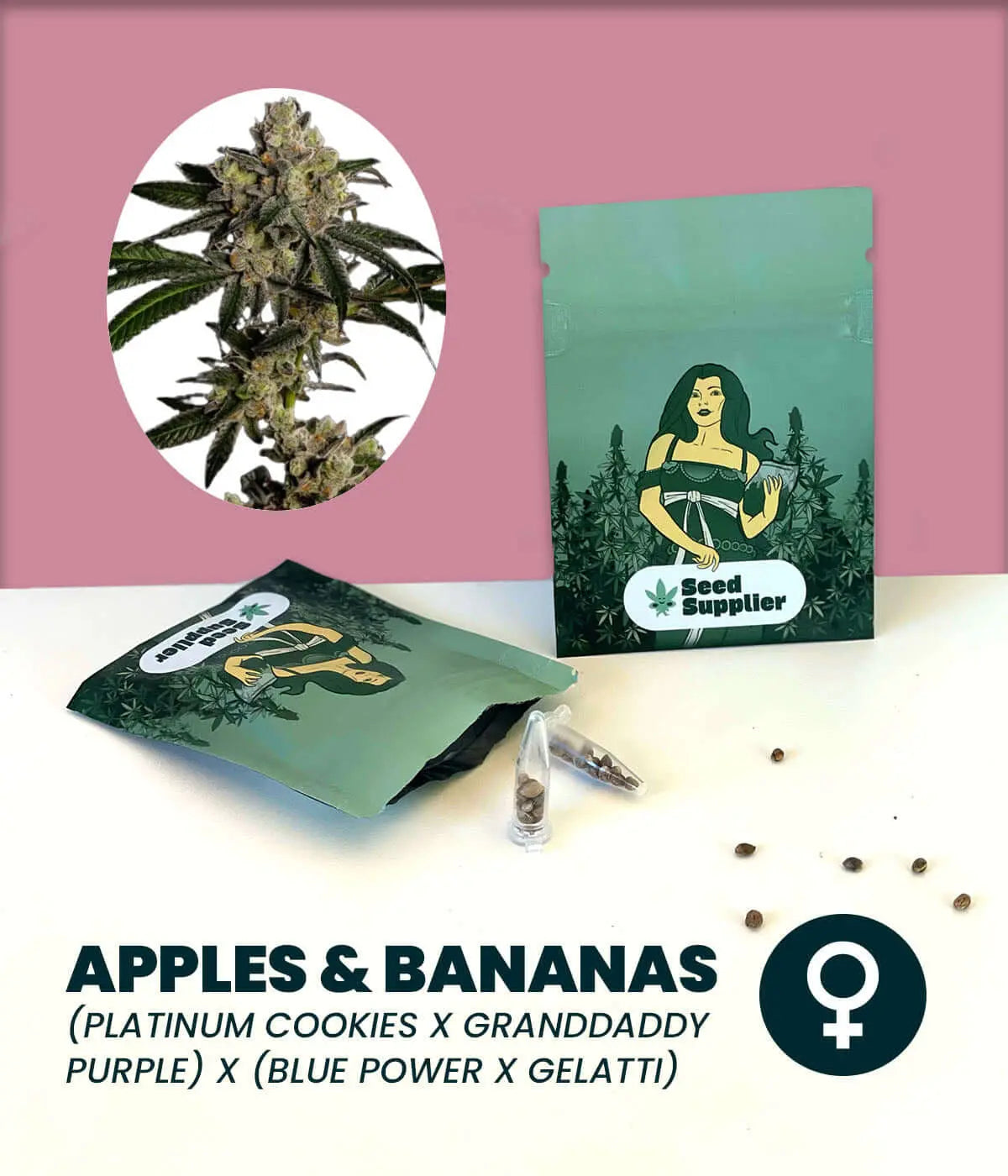 Cannabissamen Apples & Bananas mit Verpackung, Blüte, Samen und Produktinformationen auf rosa Hintergrund