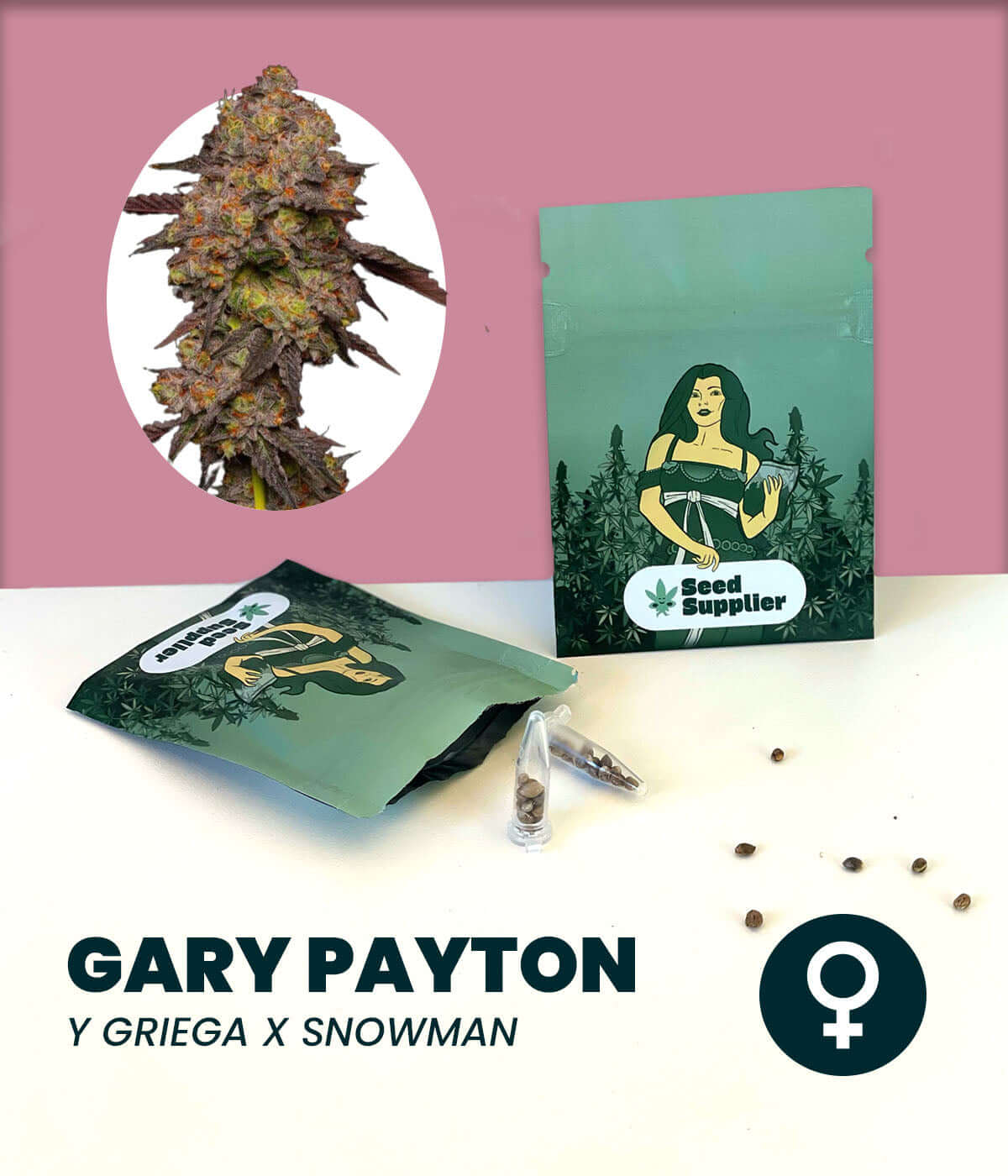 Feminized cannabis seeds of Gary Payton, a hybrid strain featuring Y Griega and Snowman.