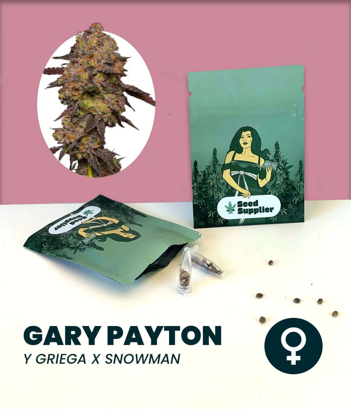 Gary Payton Cannabissamen von Seed Supplier mit Blüte, Samentüte, Verpackung und einzelnen Samen auf rosa Hintergrund