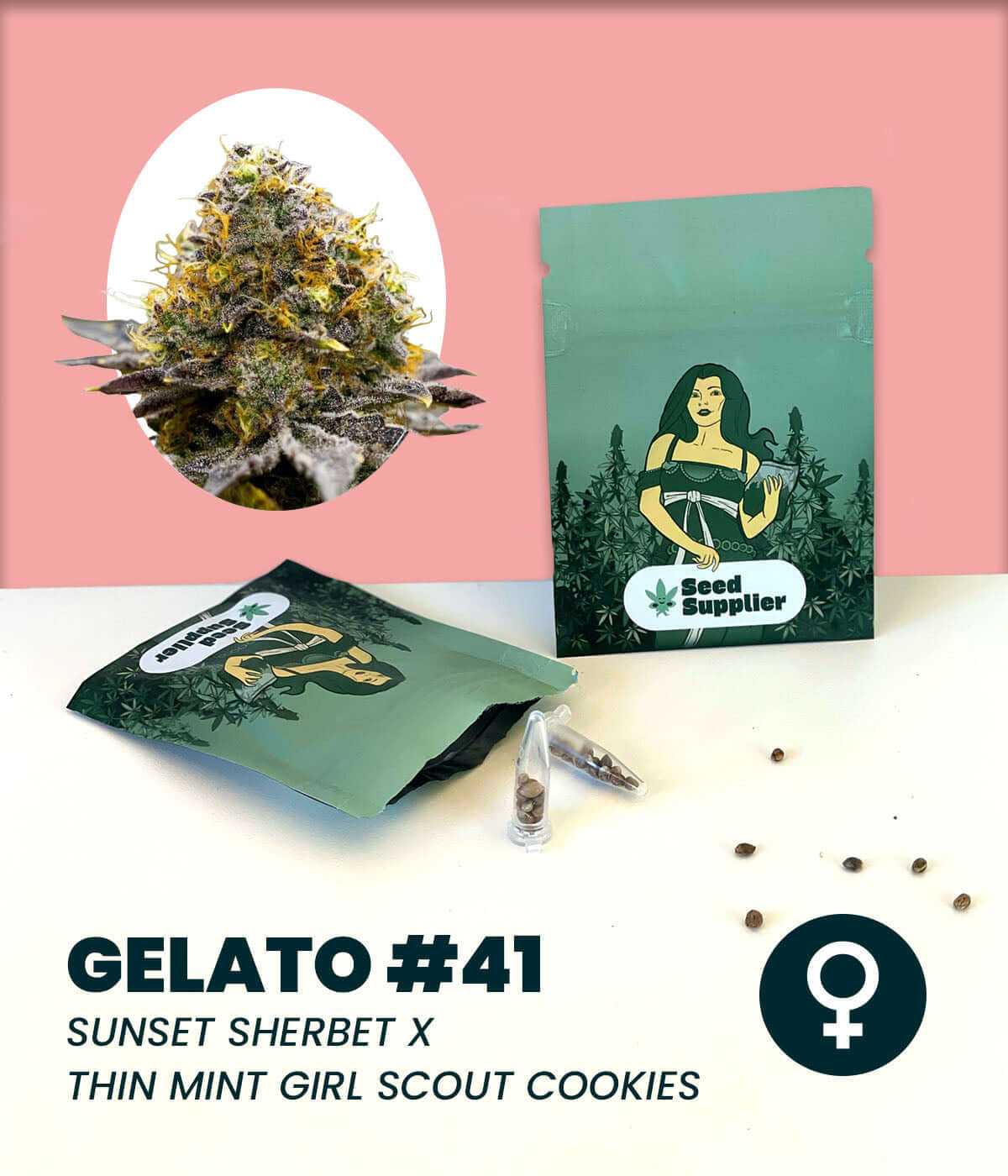 Gelato #41 cannabis seeds packaging featuring Sunset Sherbet and Thin Mint Girl Scout Cookies strains.