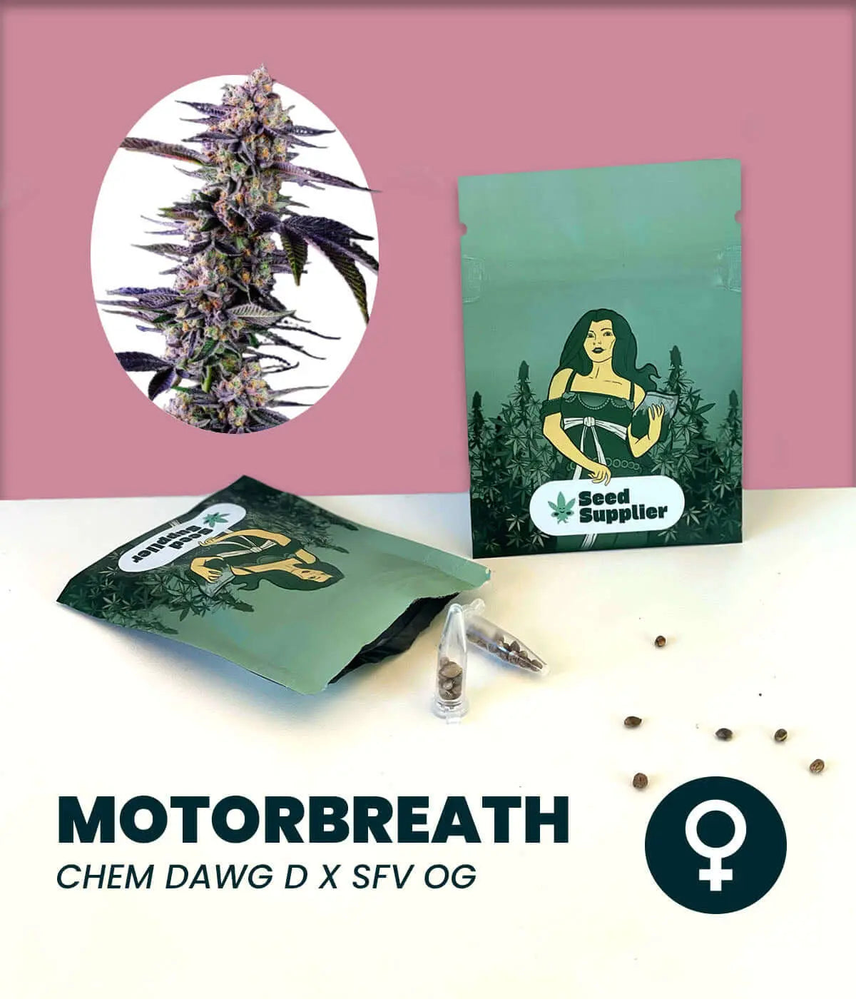 Motorbreath Cannabissamen von Seed Supplier mit Blütenfoto, Samentüte, Samenkörnern und Verpackung auf rosa Hintergrund