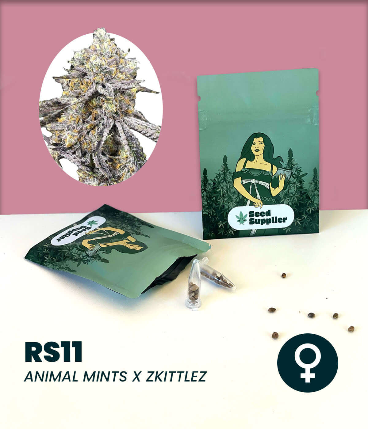 Feminized cannabis seeds RS11 featuring Animal Mints x Zkittlez strain with a relaxing, creative high.