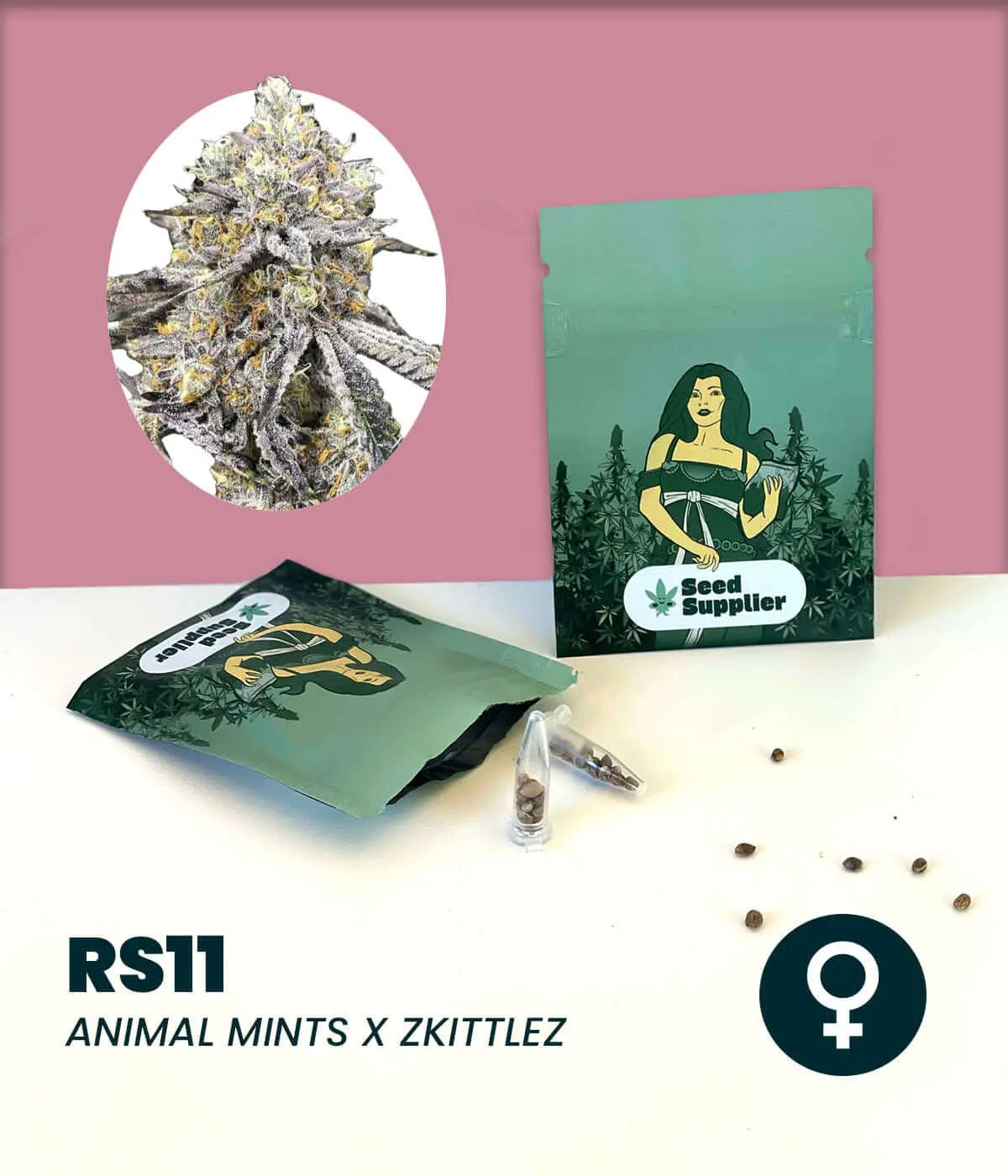Feminized cannabis seeds RS11 featuring Animal Mints x Zkittlez strain with a relaxing, creative high.