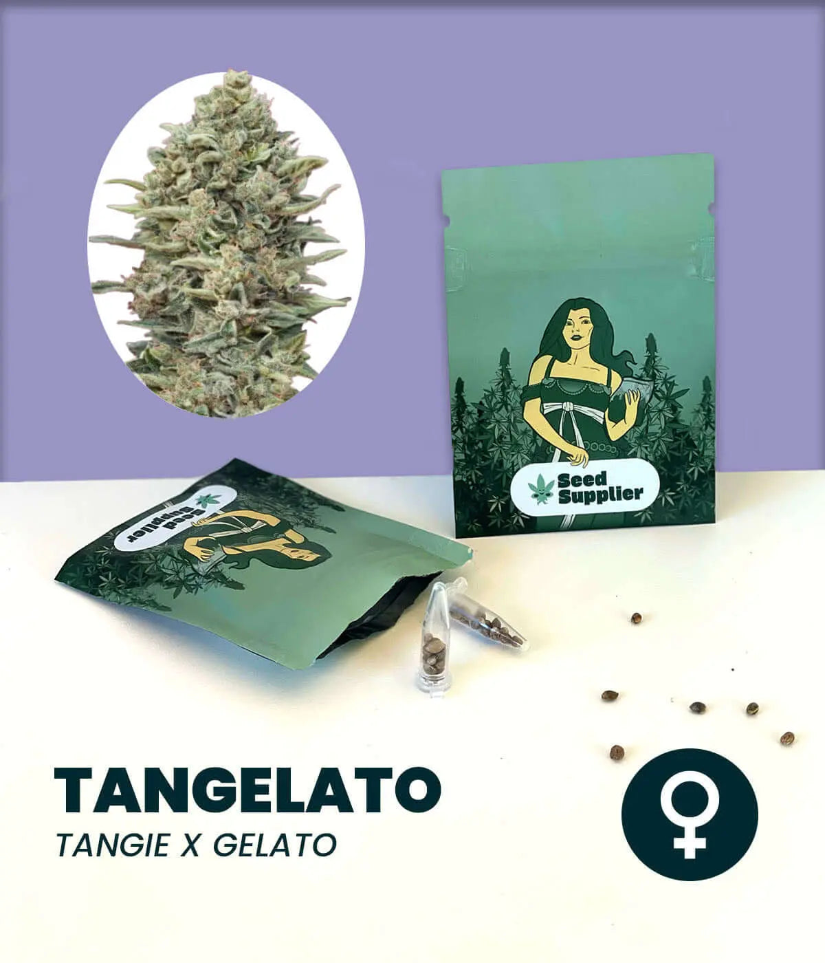 Tangelato Cannabissamen von Seed Supplier mit Blütenansicht, Samentüte, Samenkörnern und weiblichem Symbol