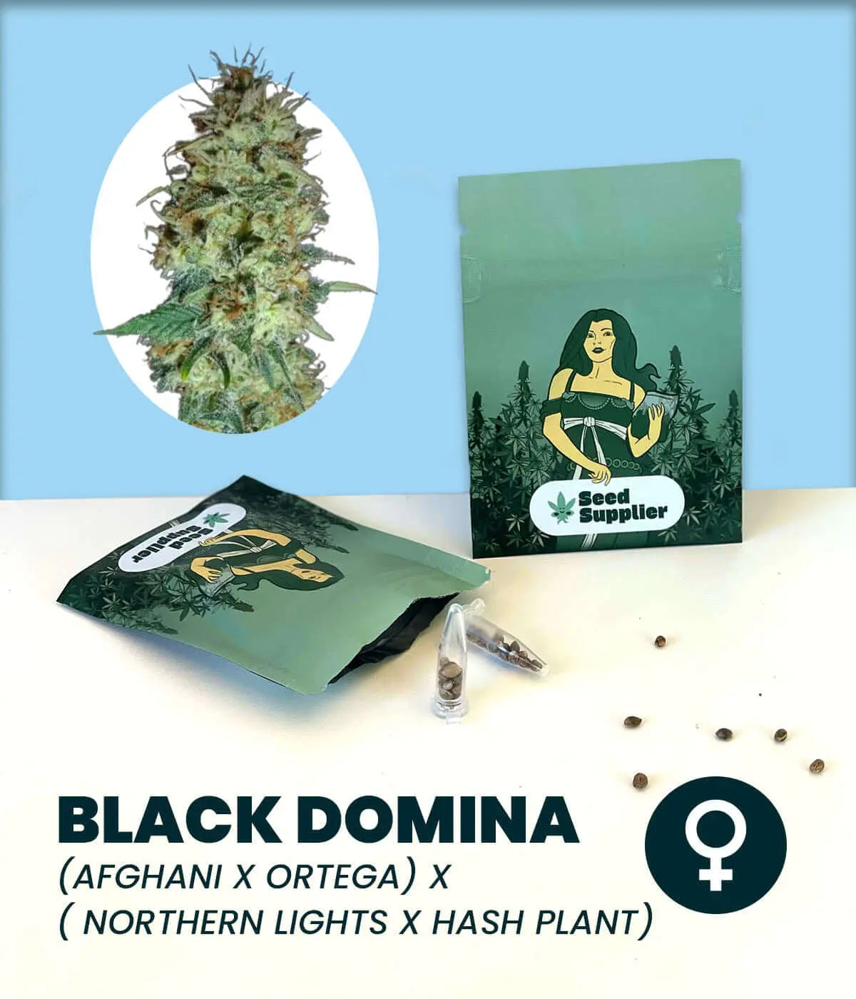 Black Domina cannabis seeds packaging featuring detailed strain information and visual of the plant.