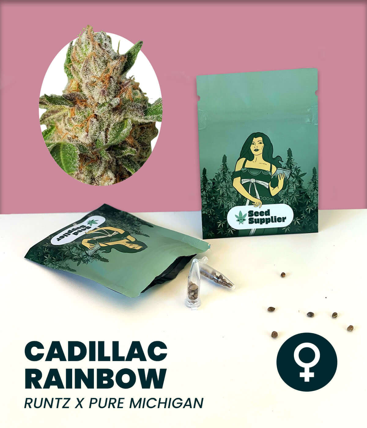 Cadillac Rainbow cannabis seeds packaging with strain details and aromatic buds in the background.