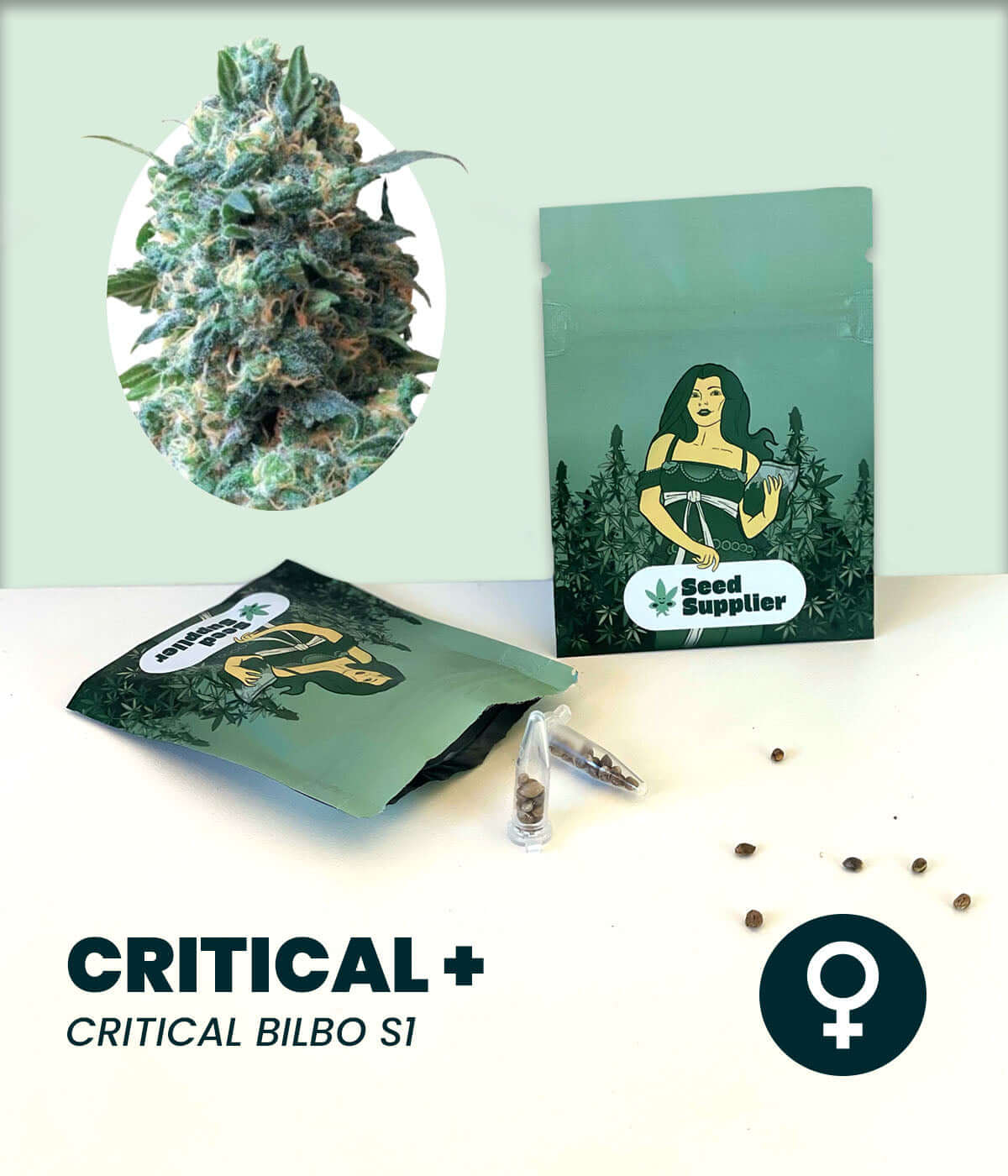 Critical + Cannabis-Samen packaging with illustration, featuring powerful hybrid plants for high yield.