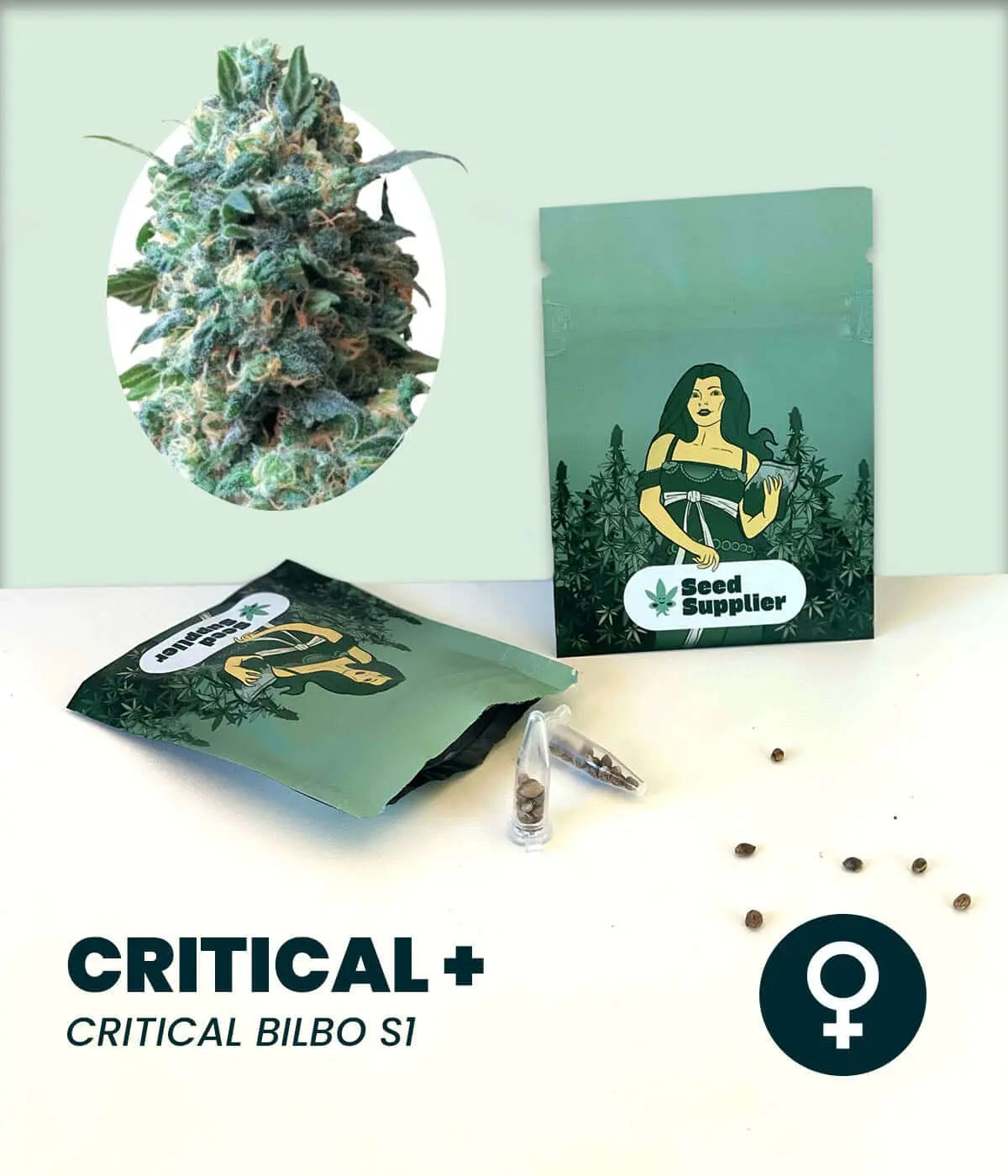 Critical + Cannabis-Samen packaging with illustration, featuring powerful hybrid plants for high yield.