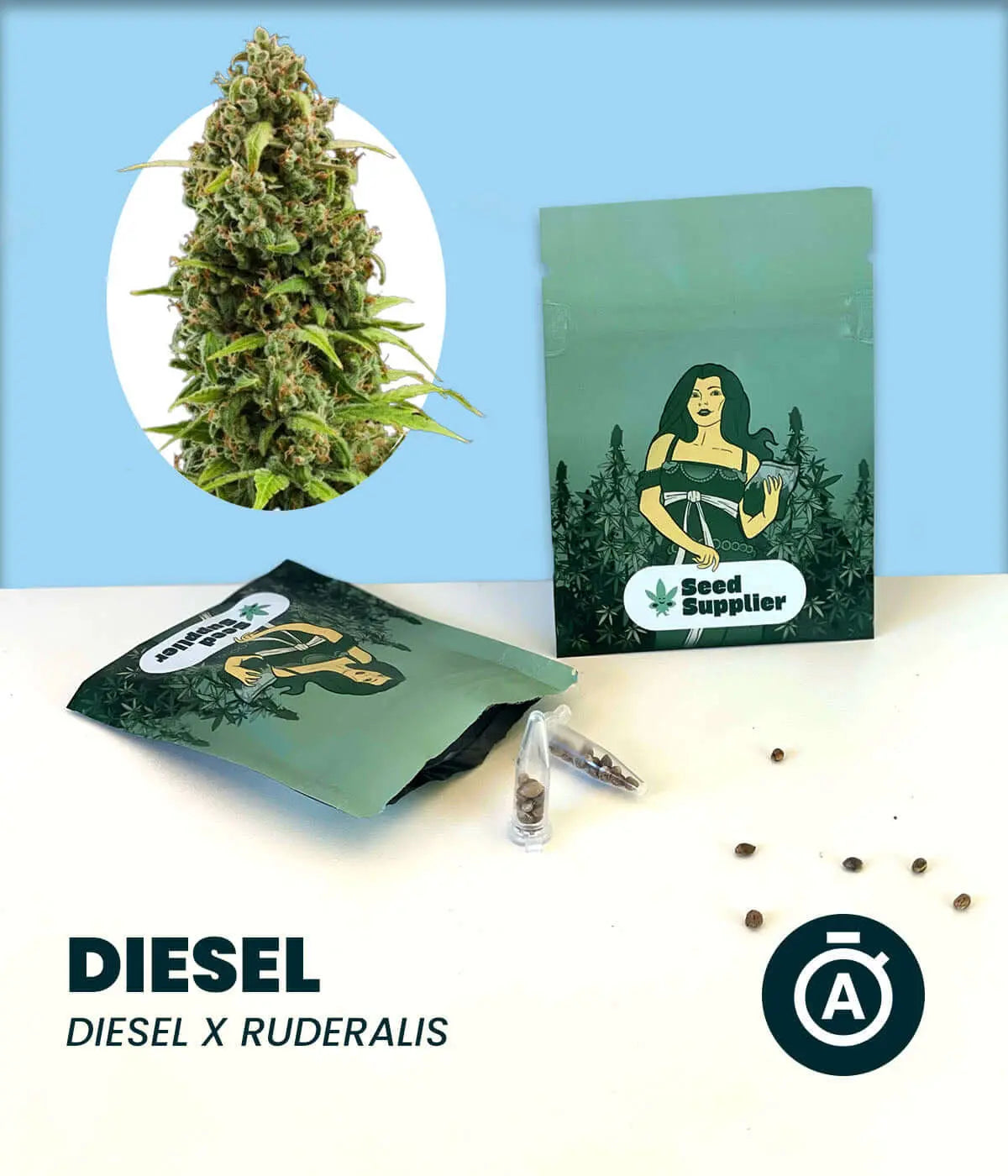 Diesel Cannabissamen Produktset mit Blüte, Samenverpackung, Anleitung und einzelnen Samen auf blauem Hintergrund