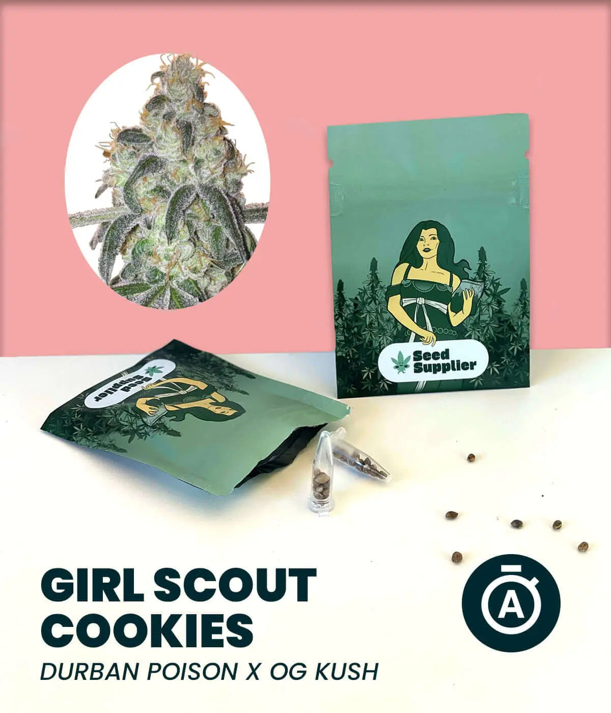 Girl Scout Cookies Automatic Cannabissamen mit Blütendetail, Samenpackung und einzelnen Samen auf weißem Hintergrund