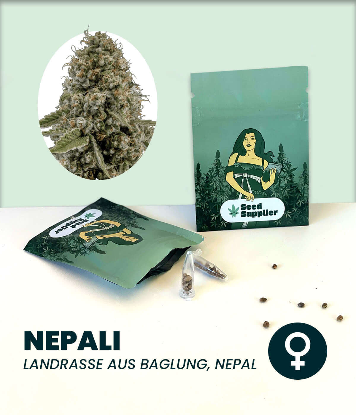 Nepali Cannabis-Samen aus Baglung, Nepal mit Blüte und Verpackung im Vordergrund.