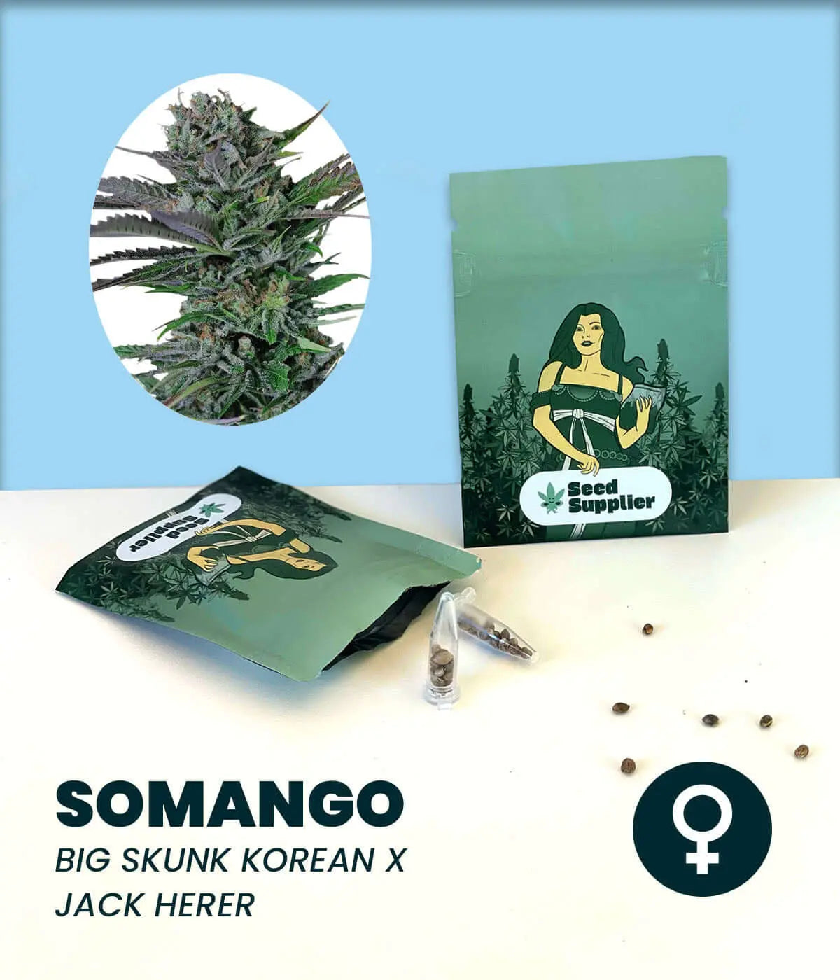 Somango Cannabissamen von Seed Supplier mit Blütenfoto, Samenverpackung, einzelnen Samen und weibliches Symbol