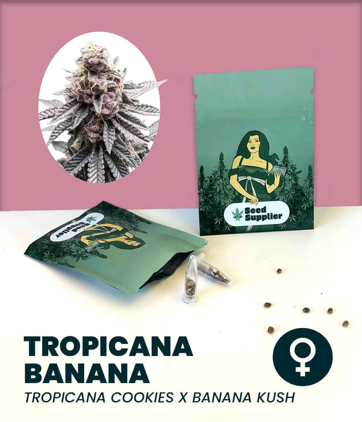 Tropicana Banana cannabis seeds packaging with Sativa-Indica hybrid strain details.