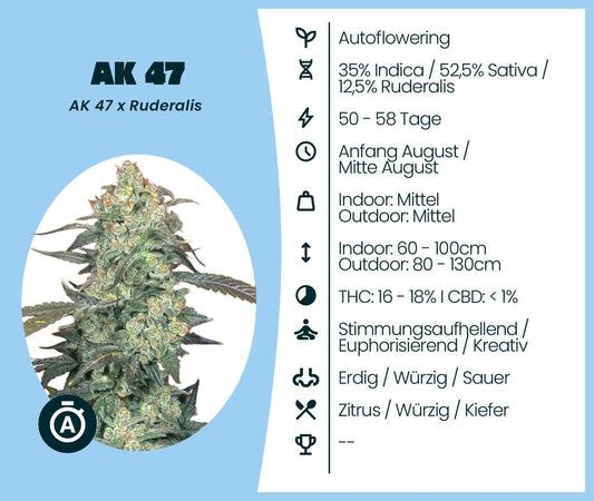 AK 47 Automatic cannabis seeds: autoflowering strain with 35% Indica, 52.5% Sativa, and Ruderalis genetics.