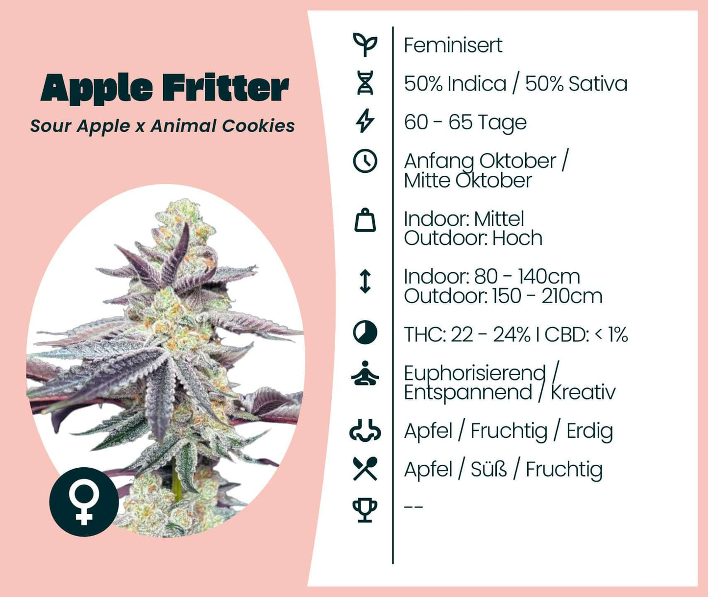 Apple Fritter cannabis strain details with 50% Indica, 50% Sativa, and THC content of 22-24%. Features fruity and earthy notes.