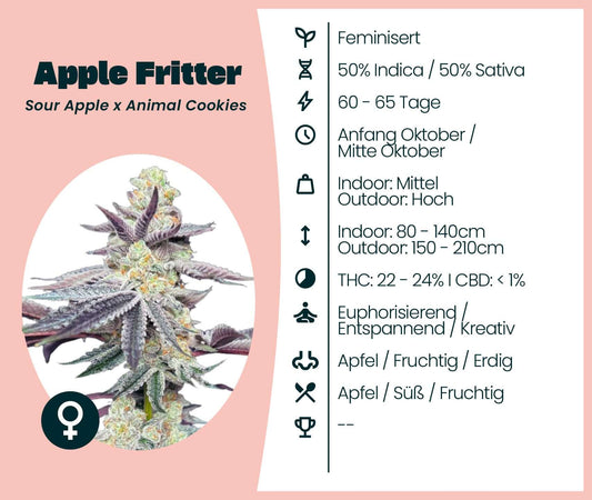 Apple Fritter cannabis strain details with 50% Indica, 50% Sativa, and THC content of 22-24%. Features fruity and earthy notes.