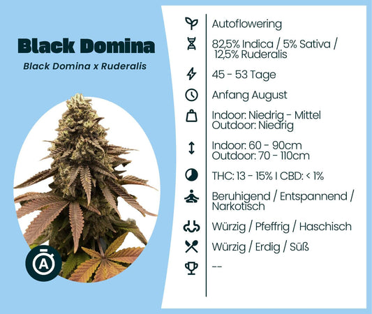 Black Domina Automatic cannabis strain info, autoflowering, 82.5% Indica, THC 13-15%, easy to cultivate cannabis seeds.