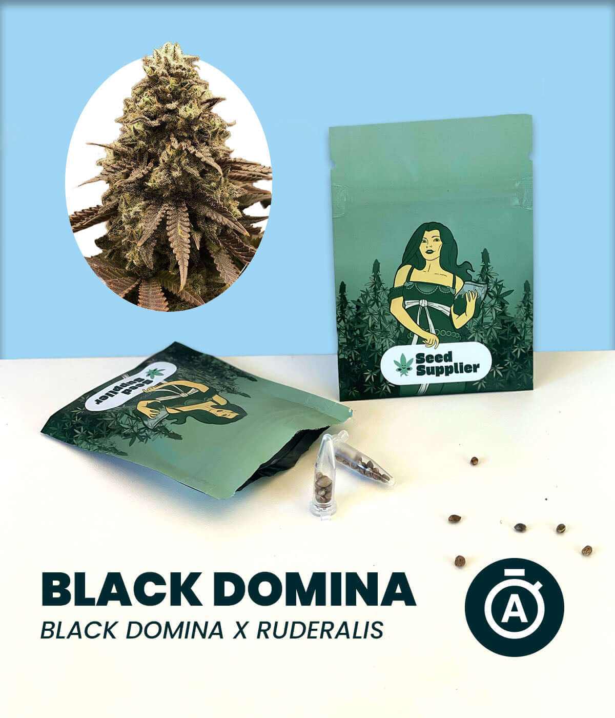 Black Domina Automatic cannabis seeds package with plant illustration, showcasing autoflowering genetics.