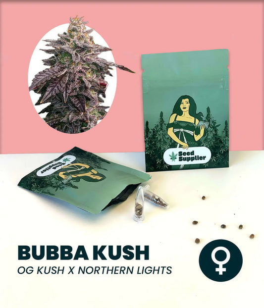 Bubba Kush Cannabissamen Verpackung mit Blütenfoto, Samenpacket und einzelnen Samen auf rosa Hintergrund