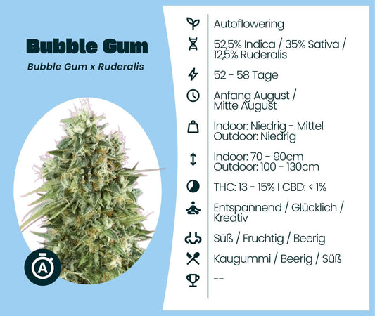 Bubble Gum Automatic cannabis seeds with autoflowering features, 52.5% Indica, relaxing and creative effects.