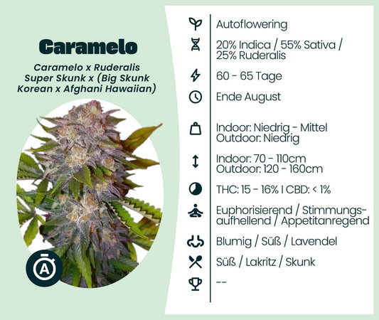 Caramelo Automatic cannabis strain info: Autoflowering, 20% Indica, 55% Sativa, 25% Ruderalis, THC 15-16%, ideal for relaxing.