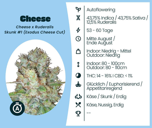 Cheese Automatic cannabis seeds info including genetics, growing details, and effects. Ideal for enthusiasts.