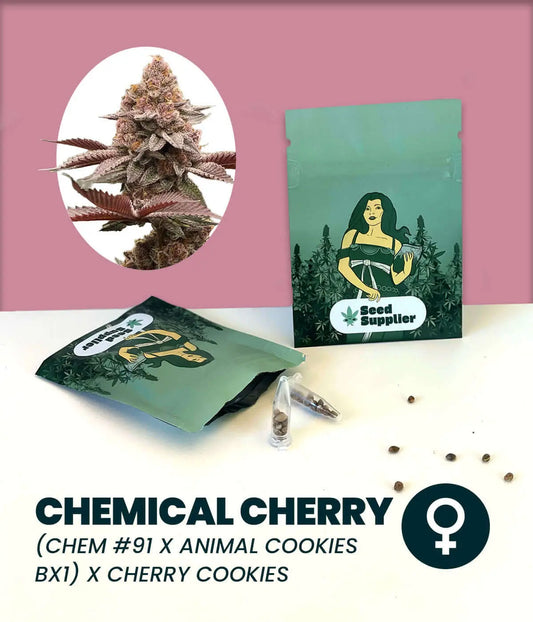 Chemical Cherry Cannabissamen von Seed Supplier mit Samenpackung, Blütenfoto und einzelnen Samen auf weißem Untergrund