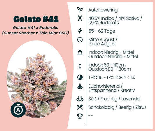 Gelato #41 Automatic cannabis seeds information on growth, effects, and flavors.
