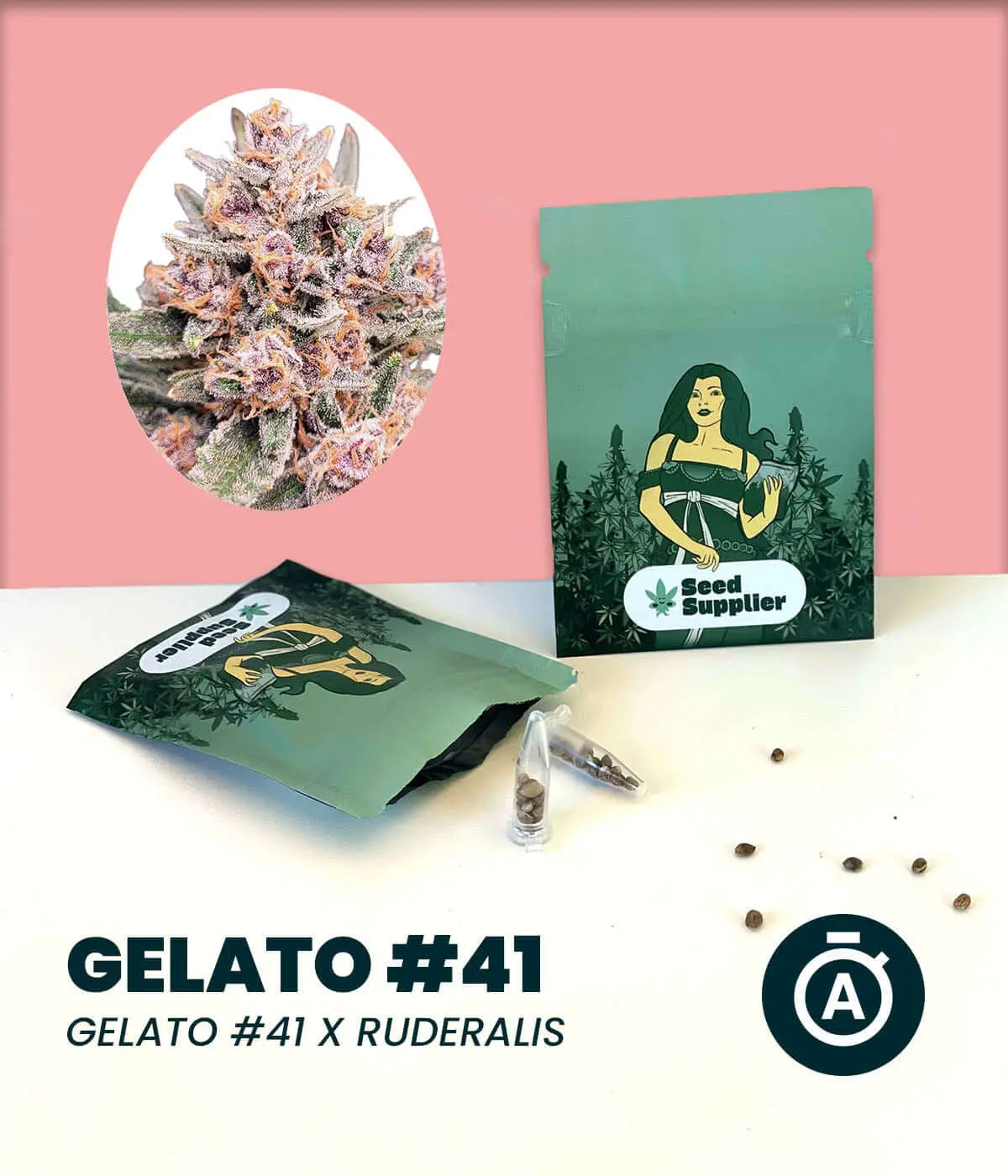 Gelato #41 Automatic cannabis seeds packaging with cannabis plant close-up.