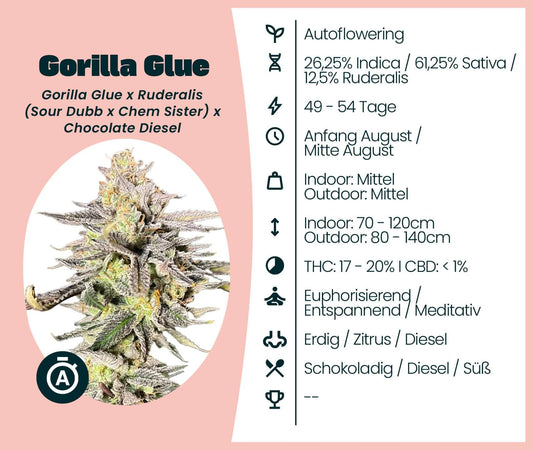 Gorilla Glue Automatic cannabis seeds info: autoflowering, THC 17-20%, 26.25% Indica, 61.25% Sativa, earthy flavor.