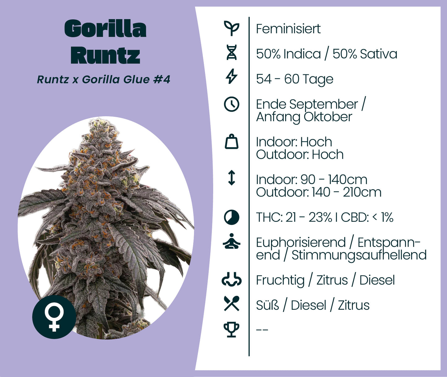 Gorilla Runtz cannabis seeds featuring 50% Indica, 50% Sativa genetics, THC 21-23%, relaxing and euphoric effects.