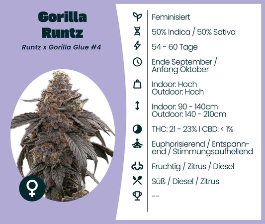 Gorilla Runtz cannabis seeds featuring 50% Indica, 50% Sativa genetics, THC 21-23%, relaxing and euphoric effects.