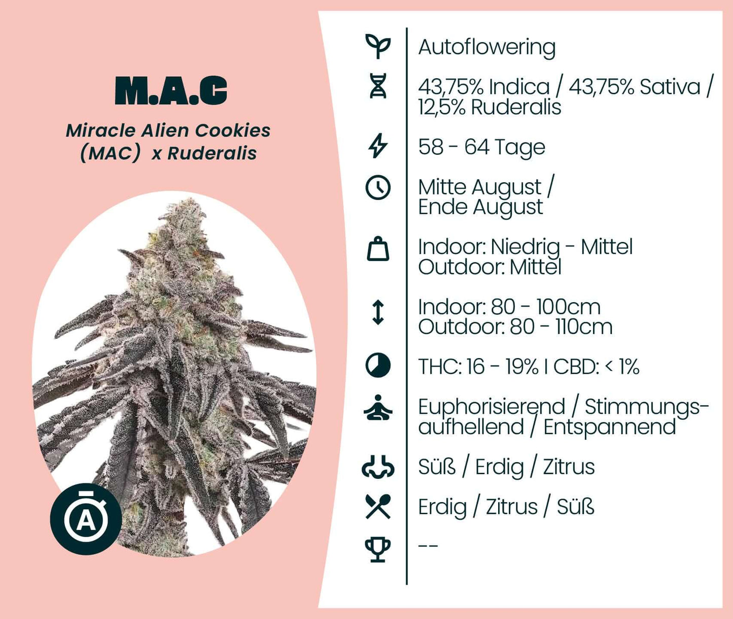 M.A.C Automatic cannabis strain info, showing autoflowering genetics and THC/CBD levels.