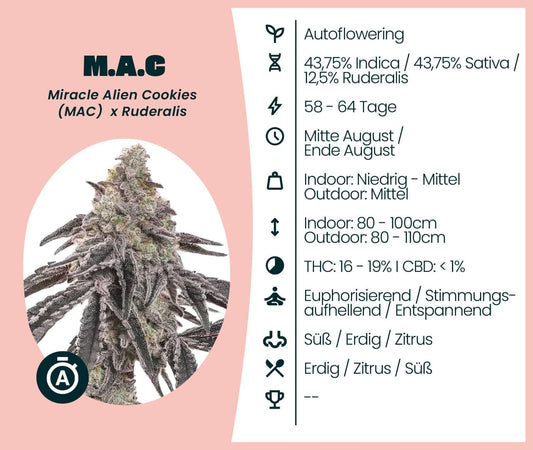 M.A.C Automatic cannabis strain info, showing autoflowering genetics and THC/CBD levels.