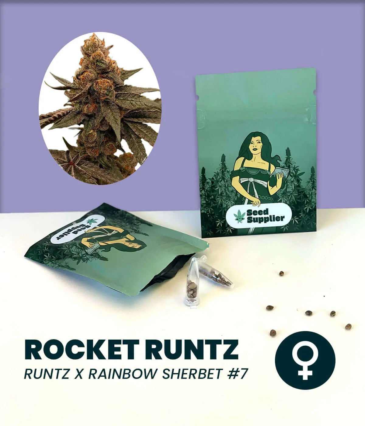 Rocket Runtz Cannabissamen Packung mit Blütenfoto, Samentüte und einzelnen Samen auf weißem Untergrund vor lila Hintergrund