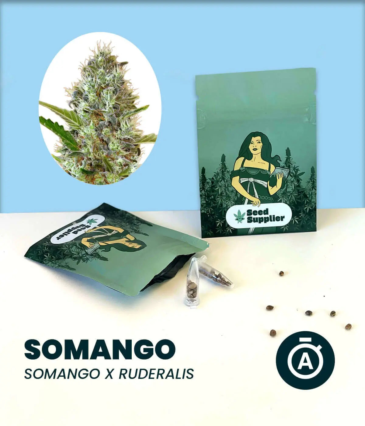 Somango Automatic Cannabissamen von Seed Supplier mit Blütenfoto, Samenverpackung und einzelnen Samen auf weißem Hintergrund