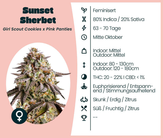 Sunset Sherbet cannabis seeds, feminized strain with 80% Indica, relaxing and uplifting effects, THC 20-22%.