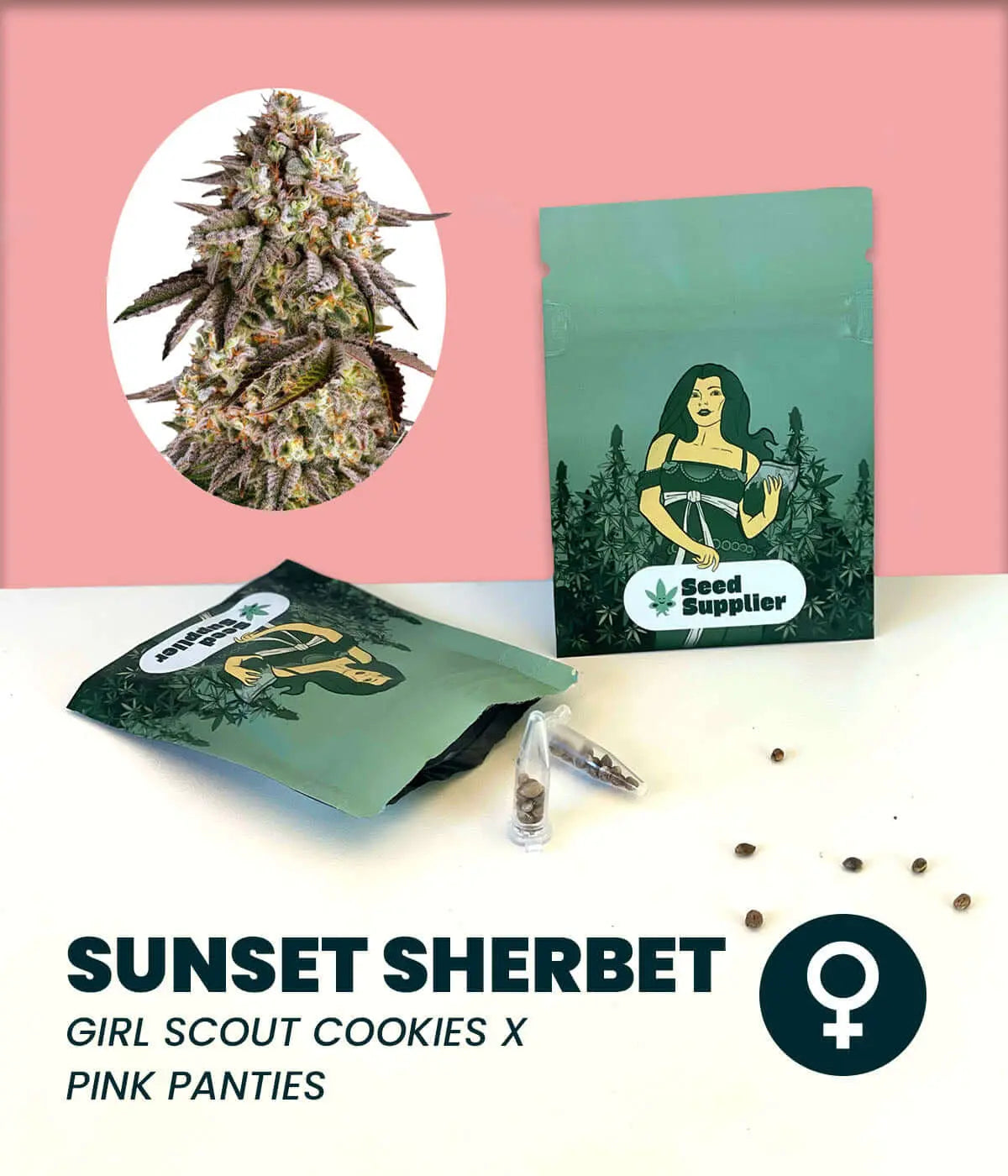 Sunset Sherbet cannabis seeds packaging featuring Girl Scout Cookies and Pink Panties genetics.